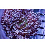 TMA Purple/Green Frogspawn - Indo