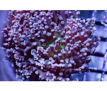 TMA Purple/Green Frogspawn - Indo