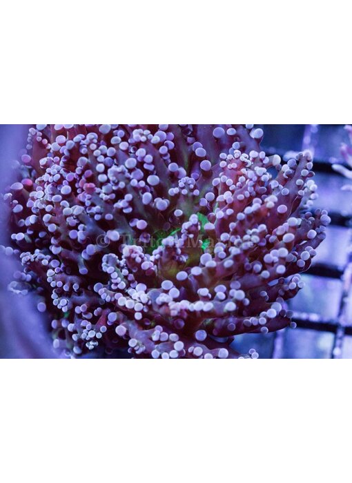TMA Purple/Green Frogspawn - Indo