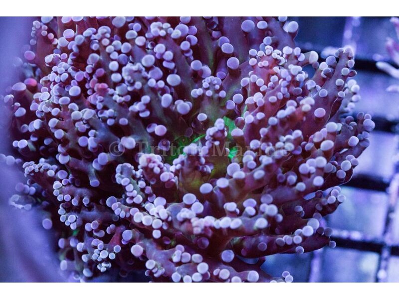 TMA Purple/Green Frogspawn - Indo