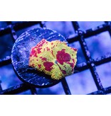 Eclectus Jawbreaker Mushroom