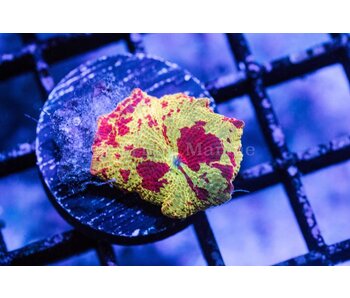 Eclectus Jawbreaker Mushroom