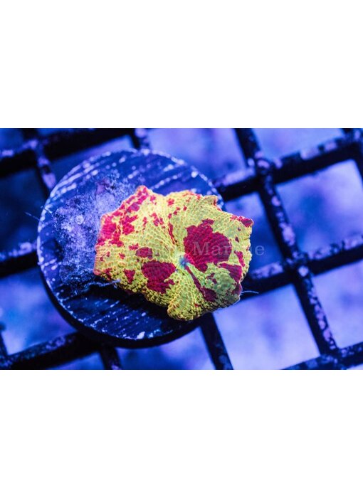 Eclectus Jawbreaker Mushroom