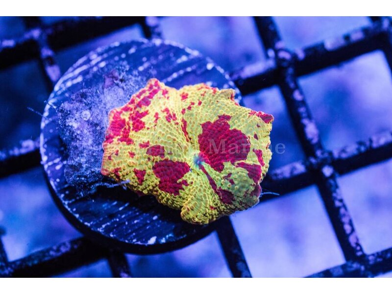 Eclectus Jawbreaker Mushroom