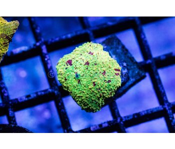 Eclectus Jawbreaker Mushroom