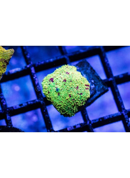 Eclectus Jawbreaker Mushroom