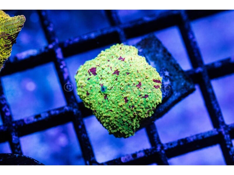 Eclectus Jawbreaker Mushroom