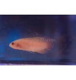 Red Elongated Dottyback (Pseudochromis elongatus) G