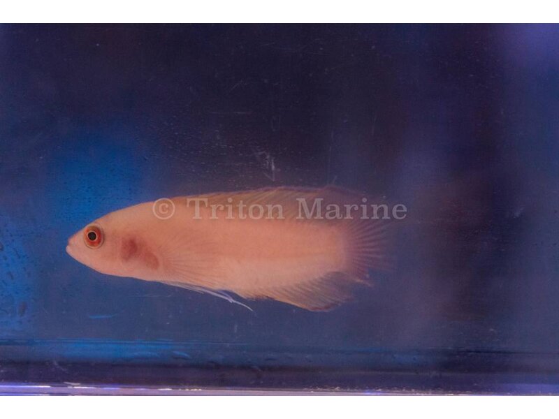Red Elongated Dottyback (Pseudochromis elongatus) G