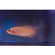 Red Elongated Dottyback (Pseudochromis elongatus) G