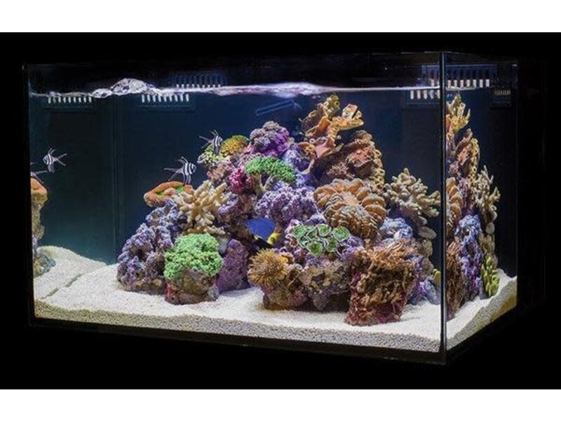 Cobalt Aquatics C-VUE 45 Gallon Aquarium Kit