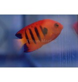 Flame Angelfish (Centropyge loricula)