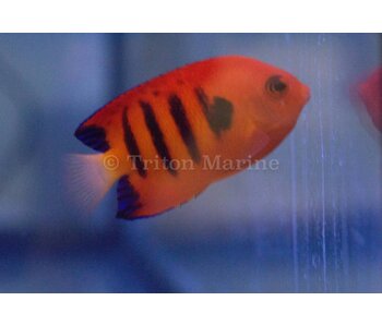 Flame Angelfish (Centropyge loricula)