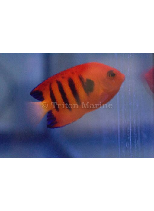 Flame Angelfish (Centropyge loricula)