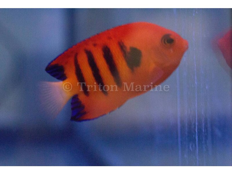 Flame Angelfish (Centropyge loricula)