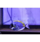 Powder Blue Tang  (Acanthurus leucosternon)