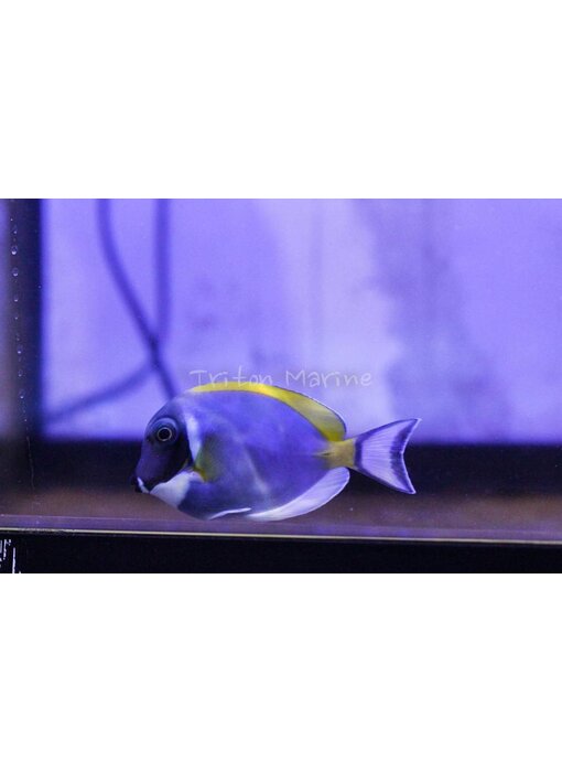 Powder Blue Tang  (Acanthurus leucosternon)
