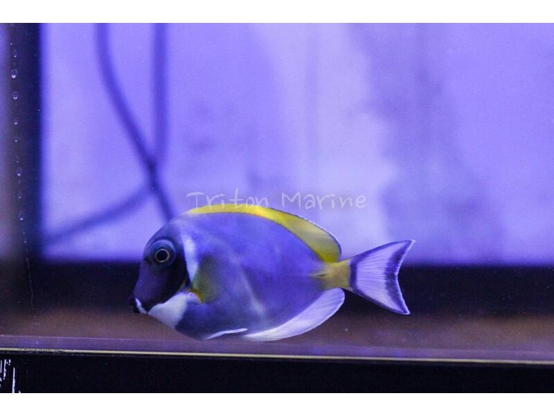 Powder Blue Tang  (Acanthurus leucosternon)