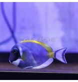 Powder Blue Tang  (Acanthurus leucosternon)
