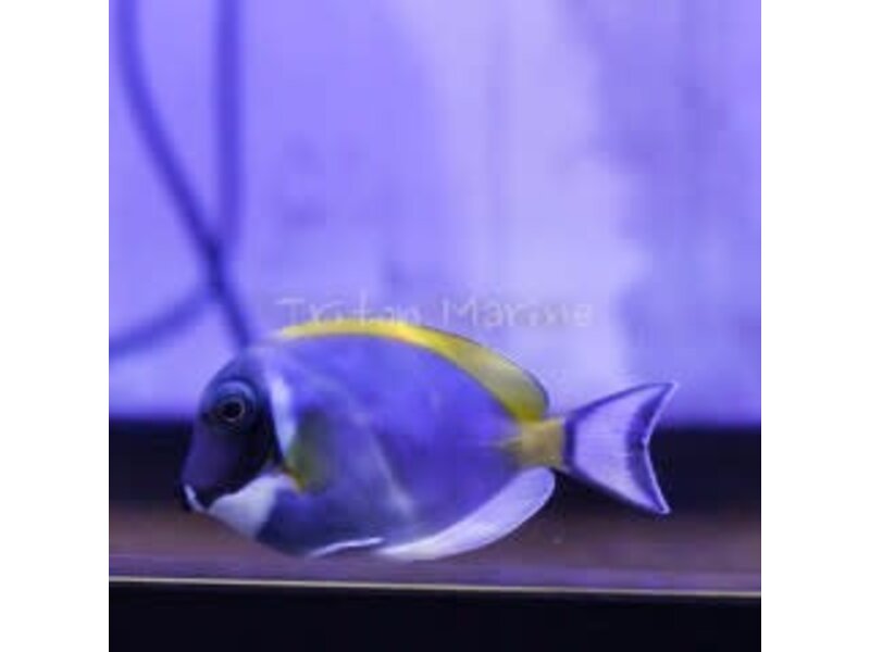 Powder Blue Tang  (Acanthurus leucosternon)