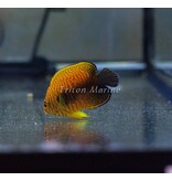 Potter's Angelfish (Centropyge potteri)