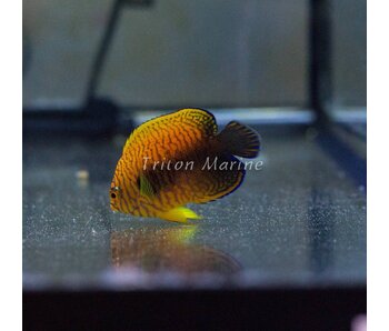 Potter's Angelfish (Centropyge potteri)