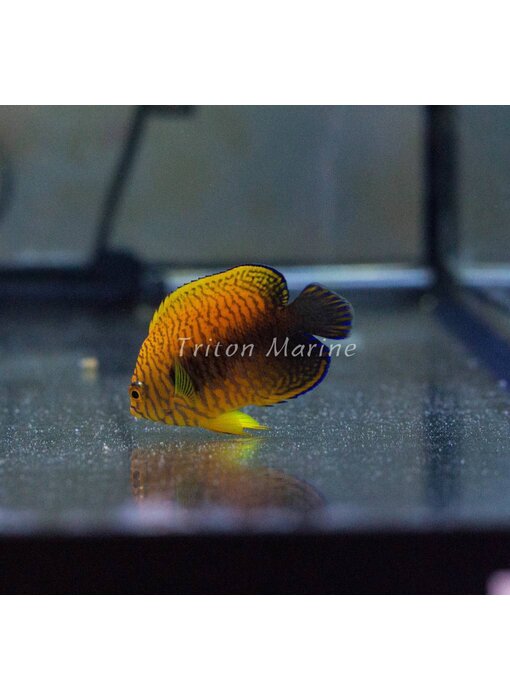Potter's Angelfish (Centropyge potteri)