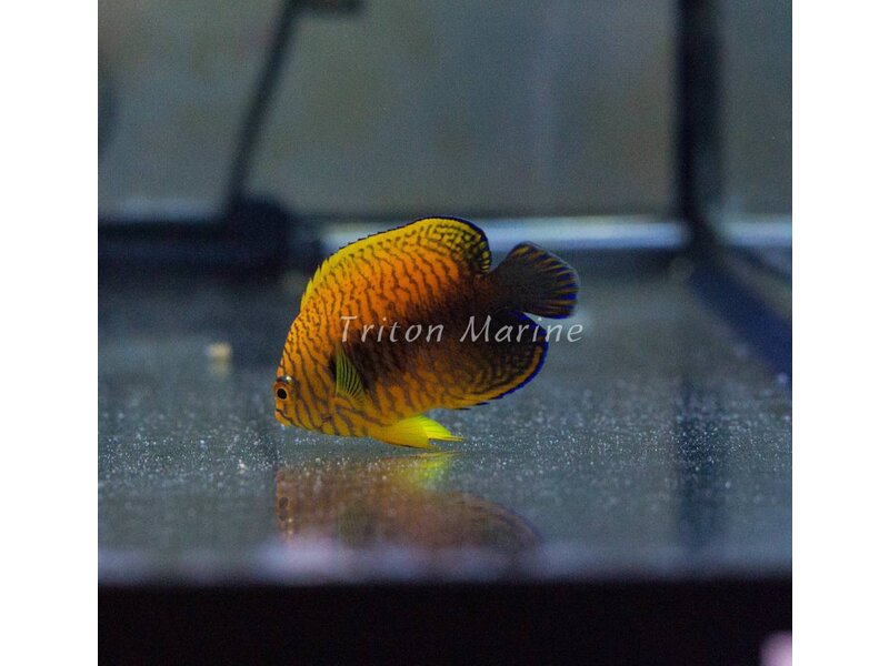Potter's Angelfish (Centropyge potteri)