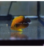 Potter's Angelfish (Centropyge potteri)