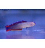 Purple Firefish (Nemateleotris decora)