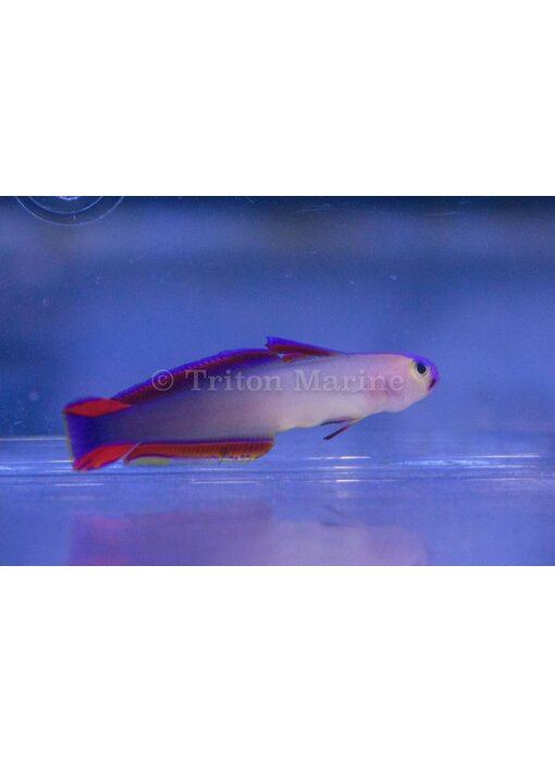 Purple Firefish (Nemateleotris decora)