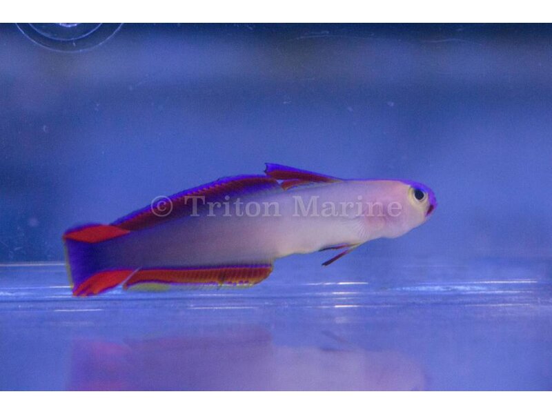 Purple Firefish (Nemateleotris decora)