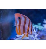 Copperband Butterflyfish (Chelmon rostratus)