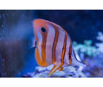 Copperband Butterflyfish (Chelmon rostratus)
