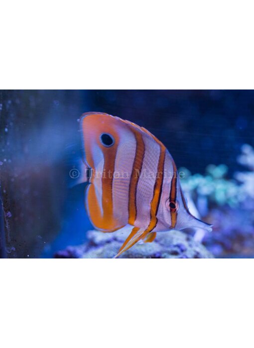 Copperband Butterflyfish (Chelmon rostratus)