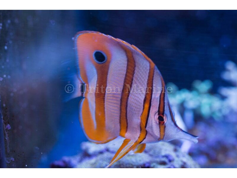 Copperband Butterflyfish (Chelmon rostratus)