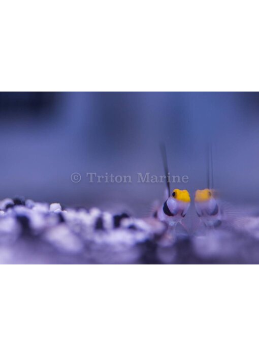 Sleeper Gold Head Goby (Valenciennea strigata)