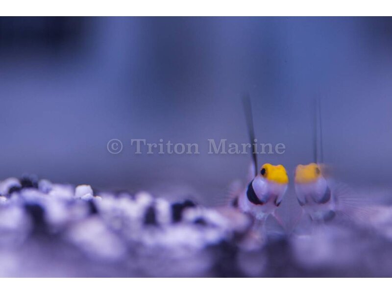 Sleeper Gold Head Goby (Valenciennea strigata)