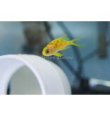 Blotched Anthias (Odontanthias borbonius)