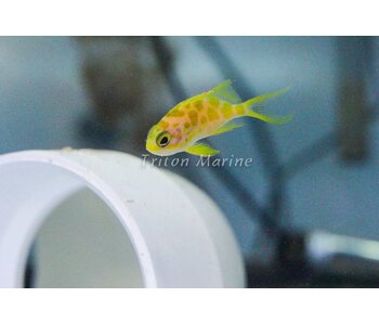 Blotched Anthias (Odontanthias borbonius)