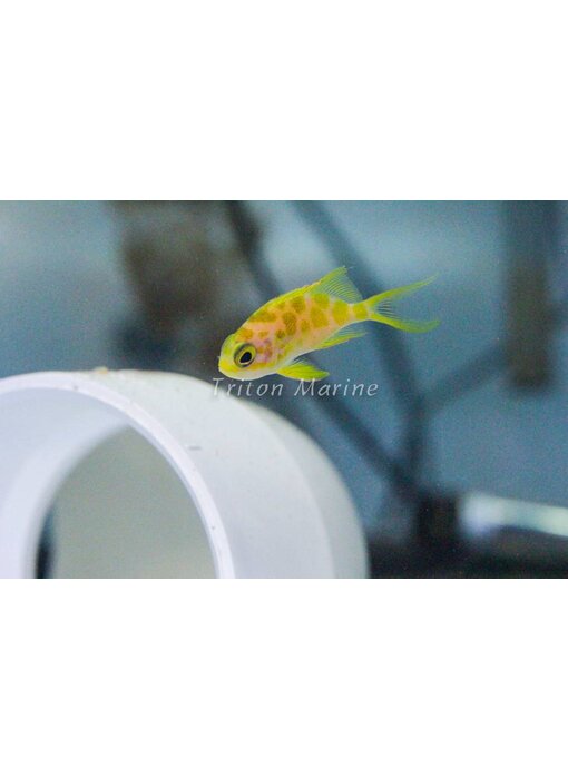 Blotched Anthias (Odontanthias borbonius)