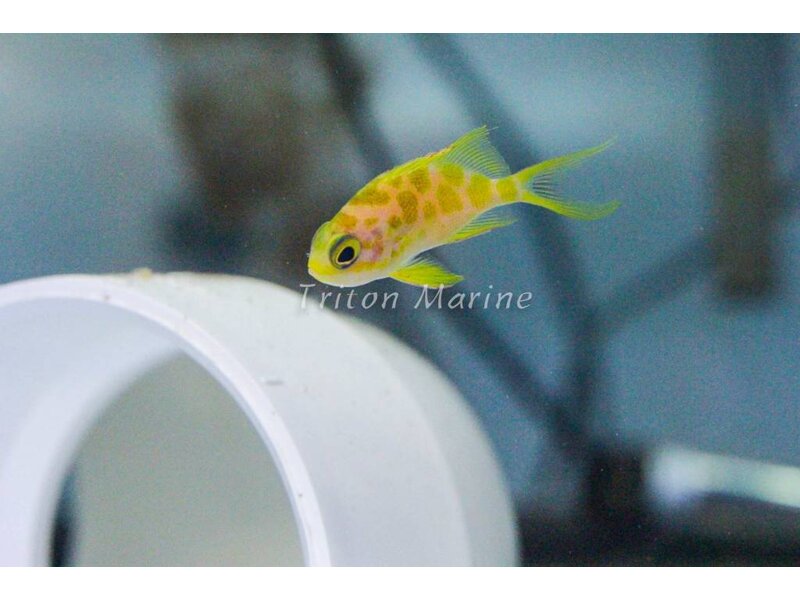 Blotched Anthias (Odontanthias borbonius)