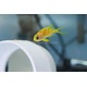 Blotched Anthias (Odontanthias borbonius)