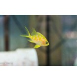 Blotched Anthias (Odontanthias borbonius)