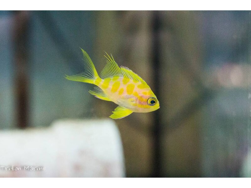 Blotched Anthias (Odontanthias borbonius)
