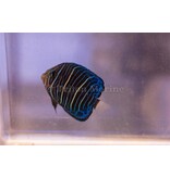 Annularis Angel (Pomacanthus annularis) Juvenile G