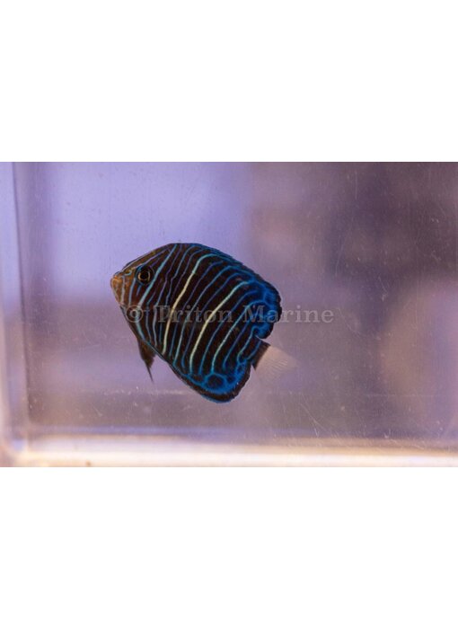 Annularis Angel (Pomacanthus annularis) Juvenile G