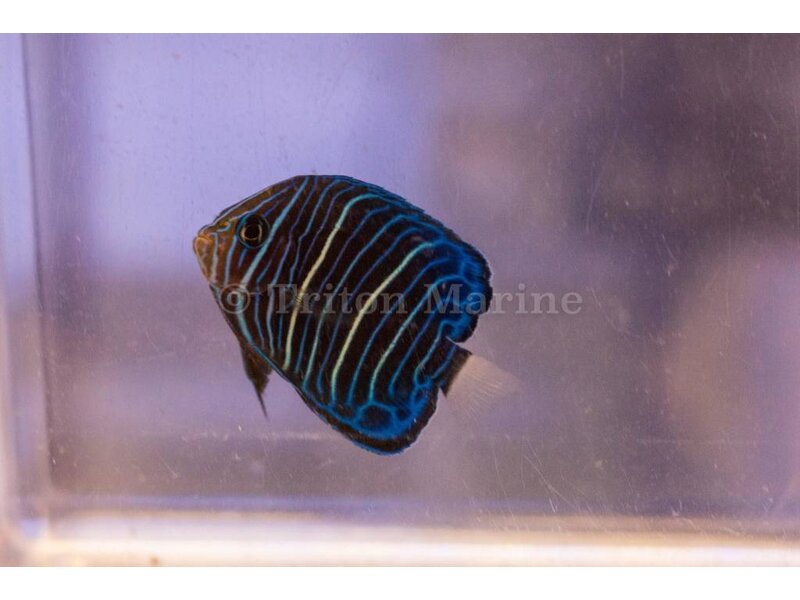 Annularis Angel (Pomacanthus annularis) Juvenile G