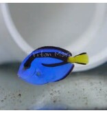 Blue Hippo Tang (Paracanthurus hepatus)
