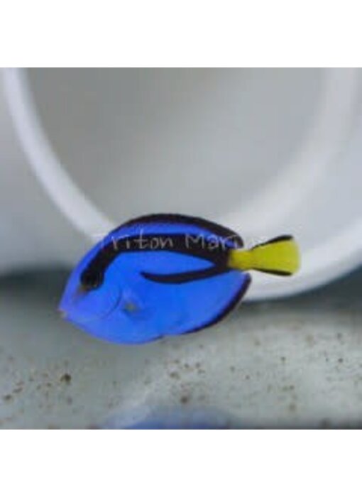Blue Hippo Tang (Paracanthurus hepatus)